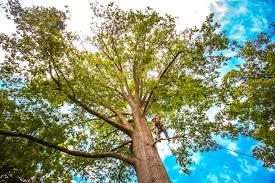 Best Tree and Shrub Care  in Orlinda, TN