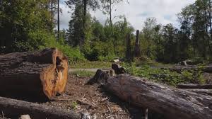 Best Lot and Land Clearing  in Orlinda, TN