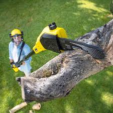 Best Leaf Removal  in Orlinda, TN