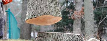Best Utility Line Clearance  in Orlinda, TN