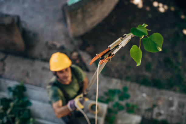 Best Tree Removal  in Orlinda, TN