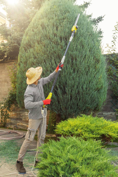 Best Hazardous Tree Removal  in Orlinda, TN